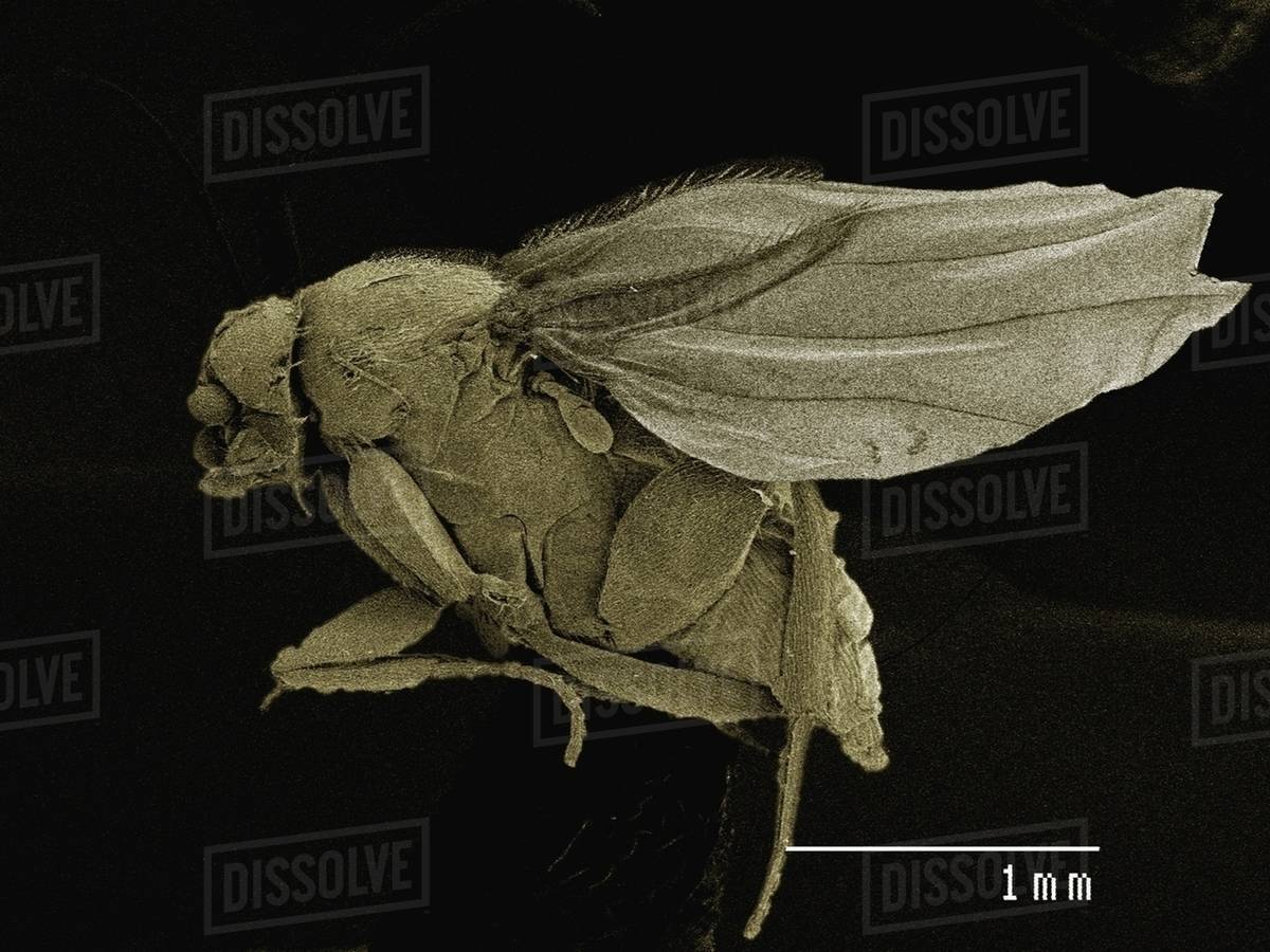 Coloured SEM of small fly (Scatopsidae, Diptera) Stock Photo Dissolve