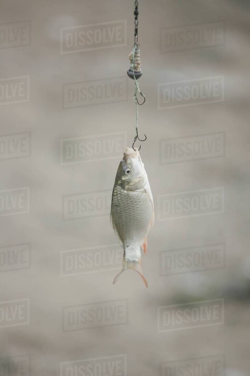 Fish caught on hook Stock Photo Dissolve