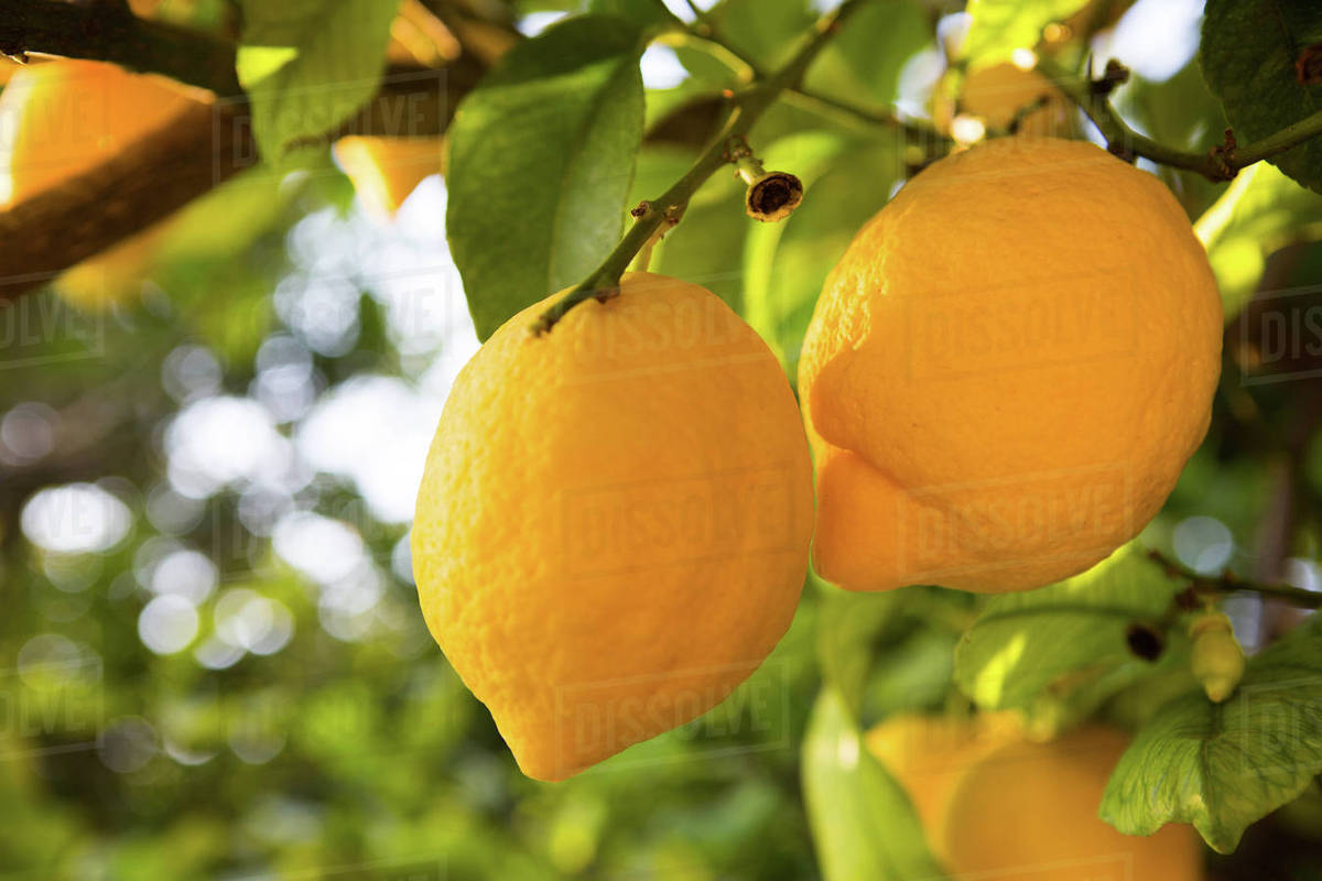 Lemon tree full of fruits Stock Photo Dissolve