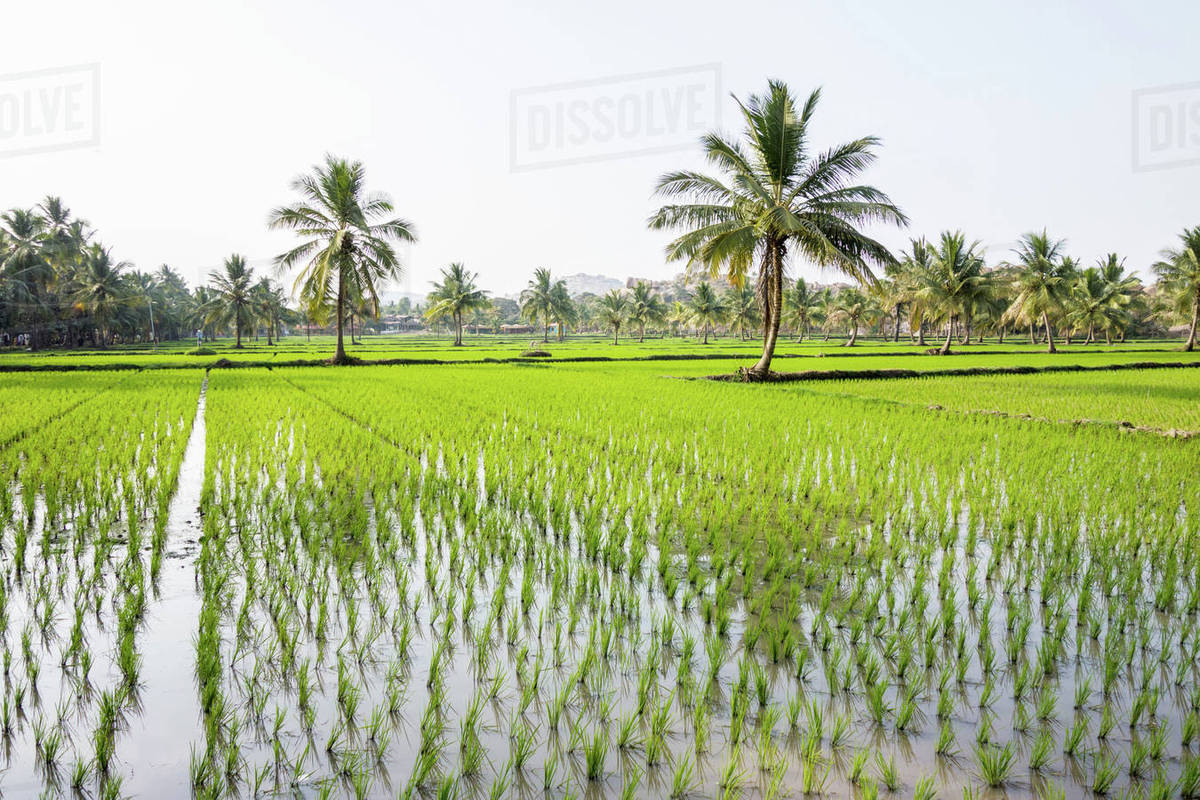 Rice fields, Hampi, Karnataka, India Stock Photo Dissolve