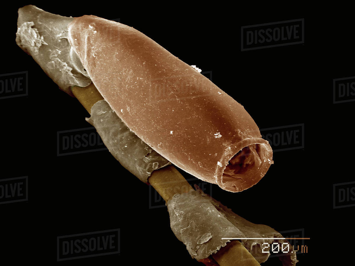 Egg Of Cat Louse Phthiraptera Trichodectidae Felicola