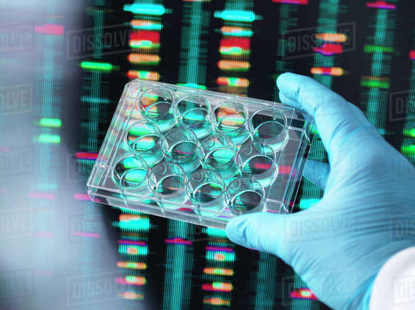 DNA Research, Scientist holding up a multi well plate containing DNA ...