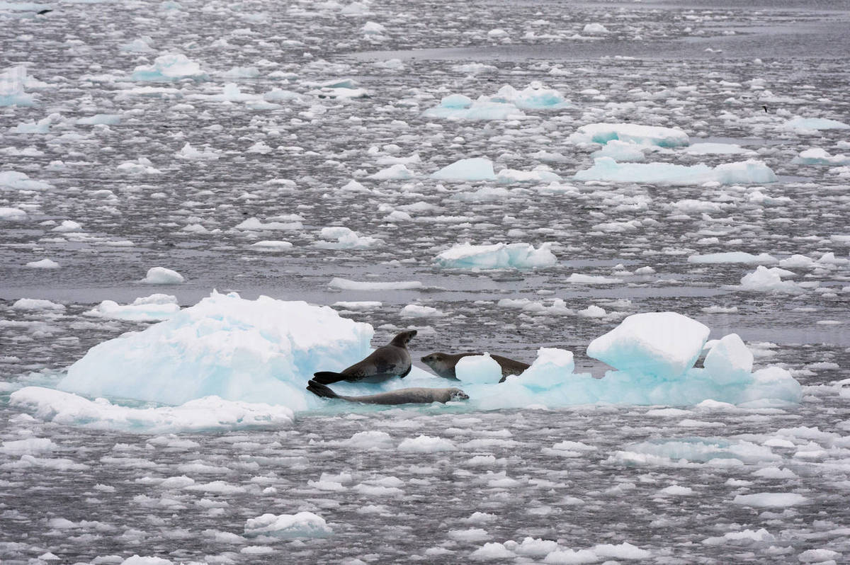 Crab eater seals (Lobodon carcinophaga) in Lemaire channel, Antarctica Stock Photo Dissolve