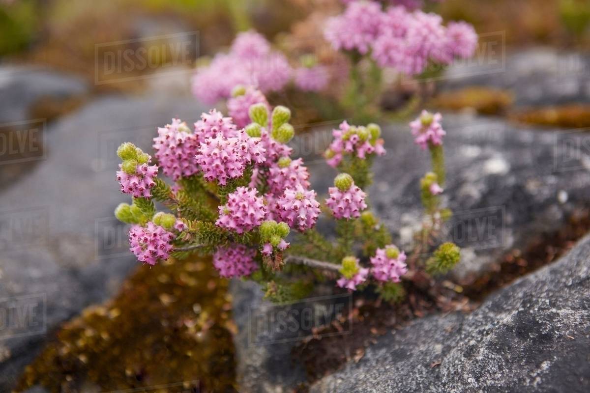 Close up of flowers growing in rocks Stock Photo Dissolve