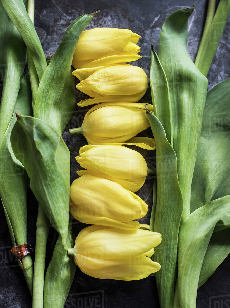 Cut tulip heads and stalks Stock Photo Dissolve