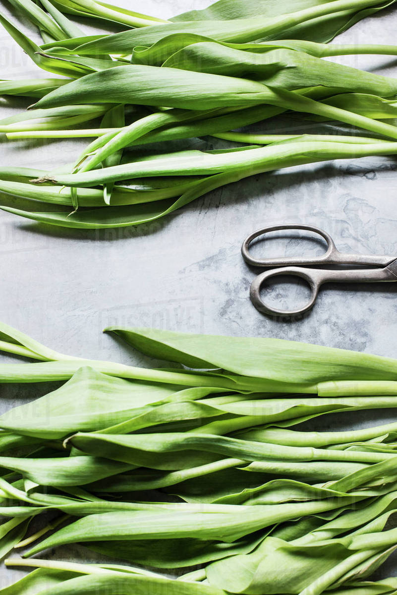 Cut flower stalks Stock Photo Dissolve