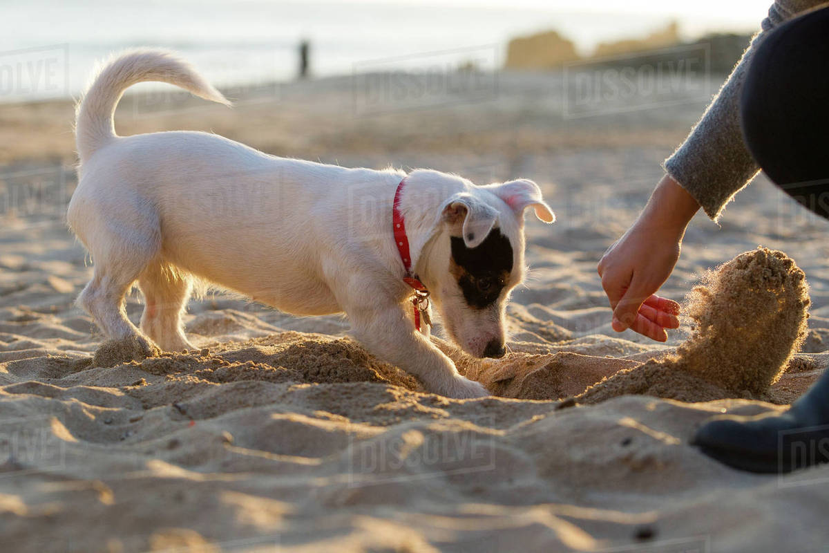 jack russell digging