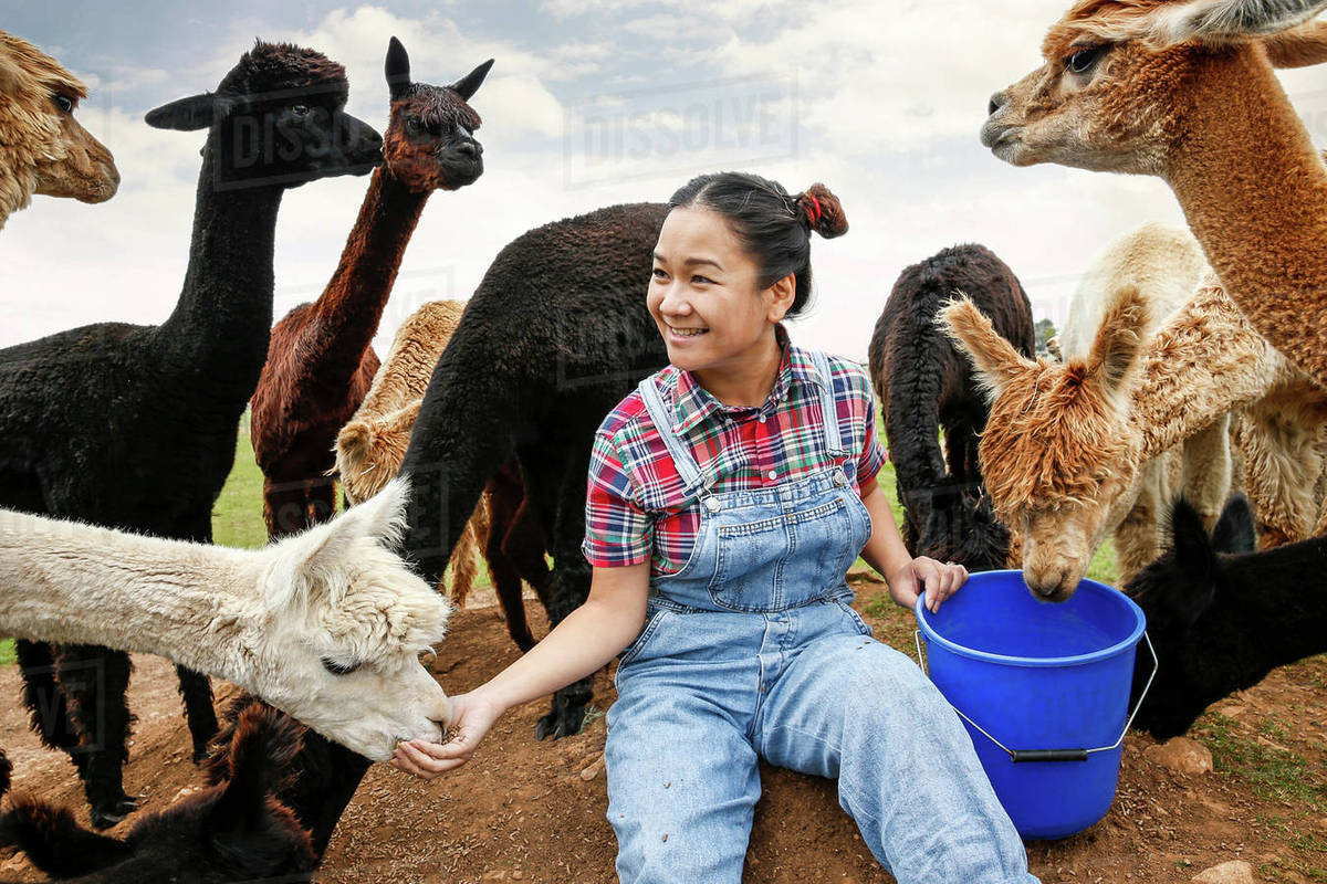 Woman feeding alpacas on farm Stock Photo Dissolve