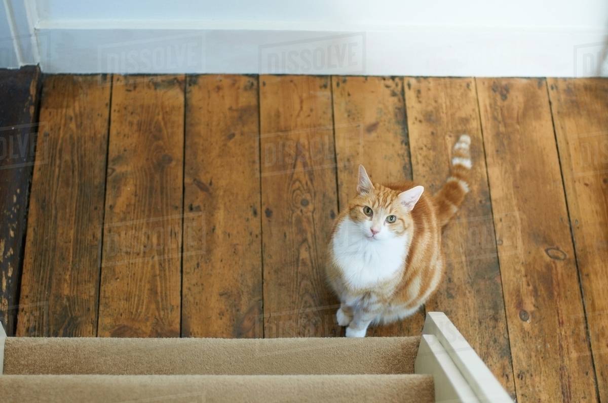 Cat sitting at bottom of stairs Stock Photo Dissolve