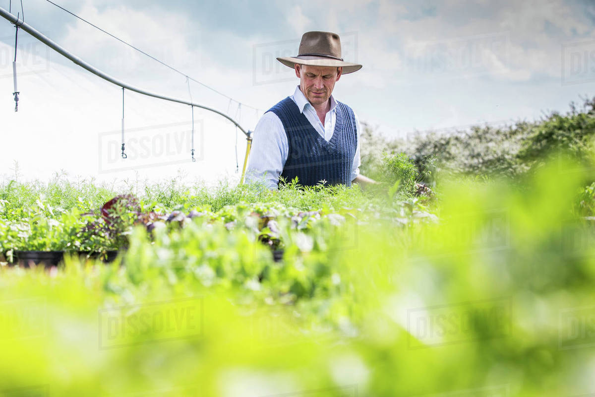 Farmer harvesting plants Stock Photo Dissolve