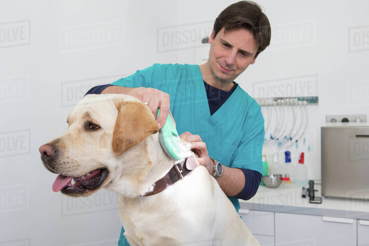 Vets using scanner on labrador retriever to read microchip Stock
