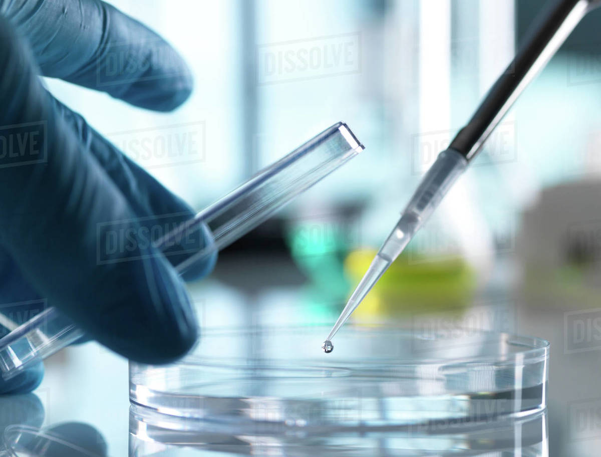 Scientist pipetting sample into petri dish in laboratory Stock Photo