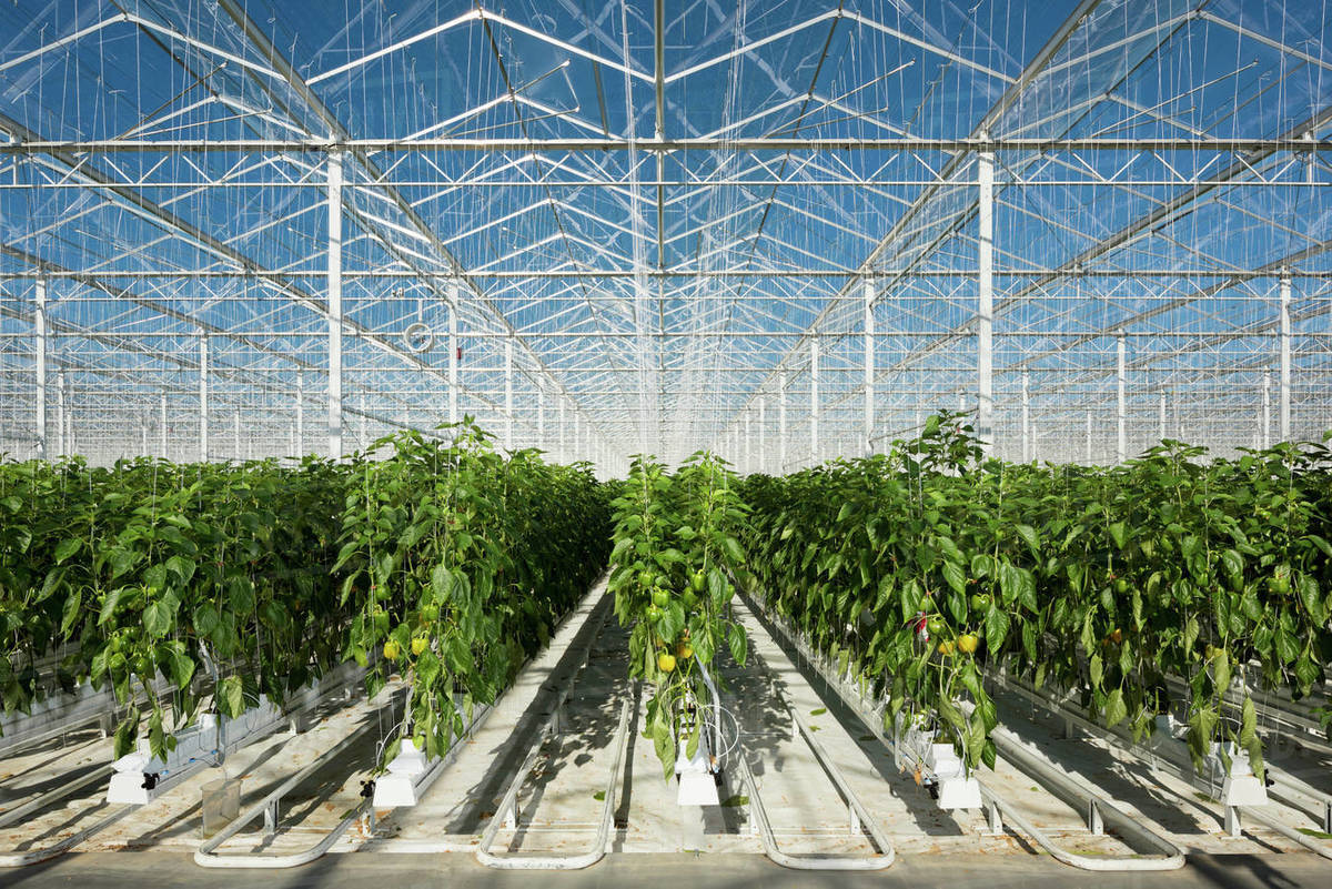 Peppers growing in greenhouse, Zevenbergen, North Brabant, Netherlands