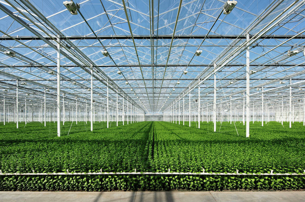 Growing chrysanthemums in modern Dutch greenhouse, Maasdijk, Zuid