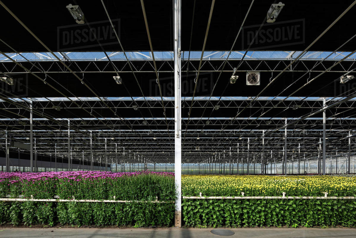 Growing variety of chrysanthemums in modern Dutch greenhouse, Maasdijk