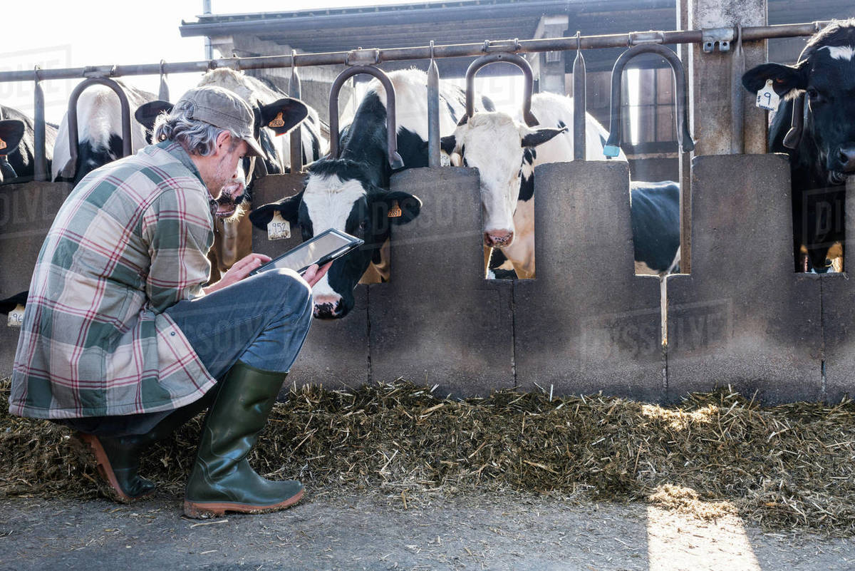 Dairy farm worker checking wellbeing of his cows Stock Photo Dissolve