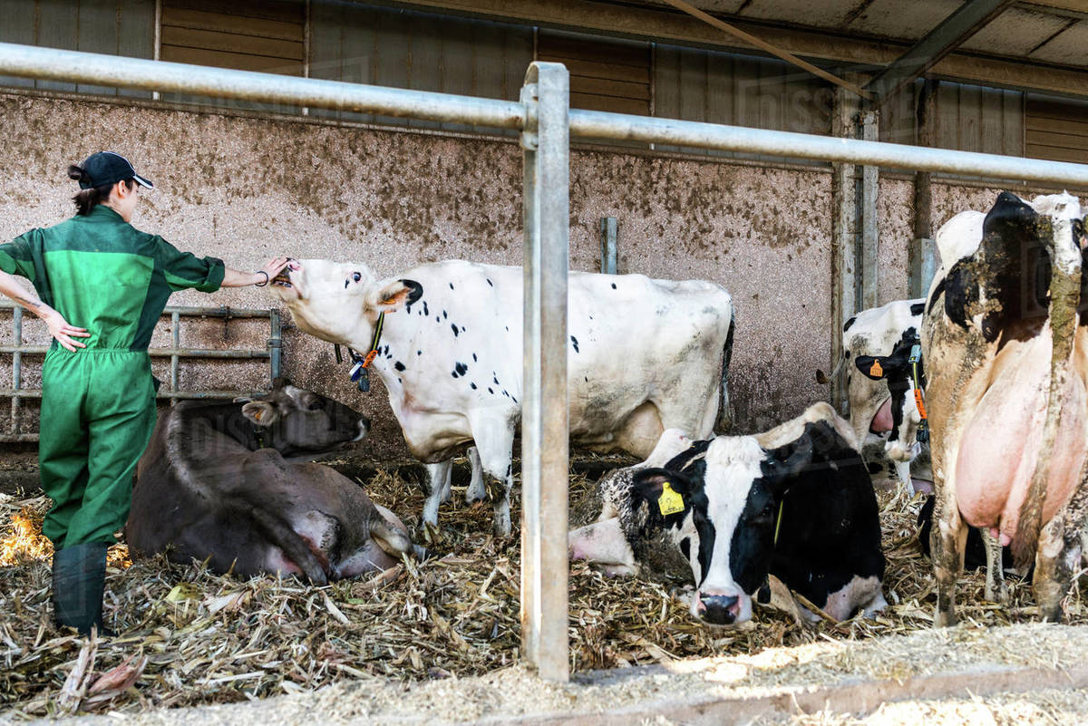 Dairy farm worker tending to cows in pen Stock Photo Dissolve