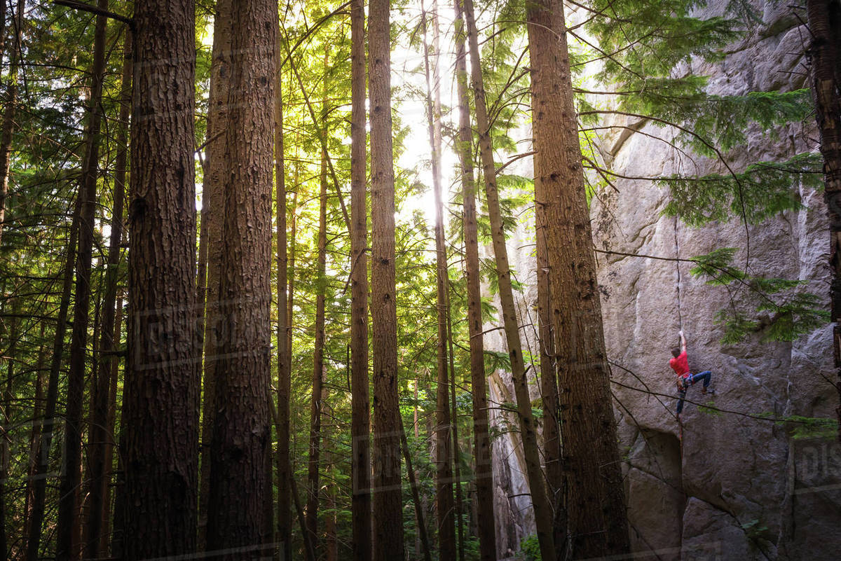 Rock climber scaling rock face close to trees, Squamish, Canada Royalty-free stock photo