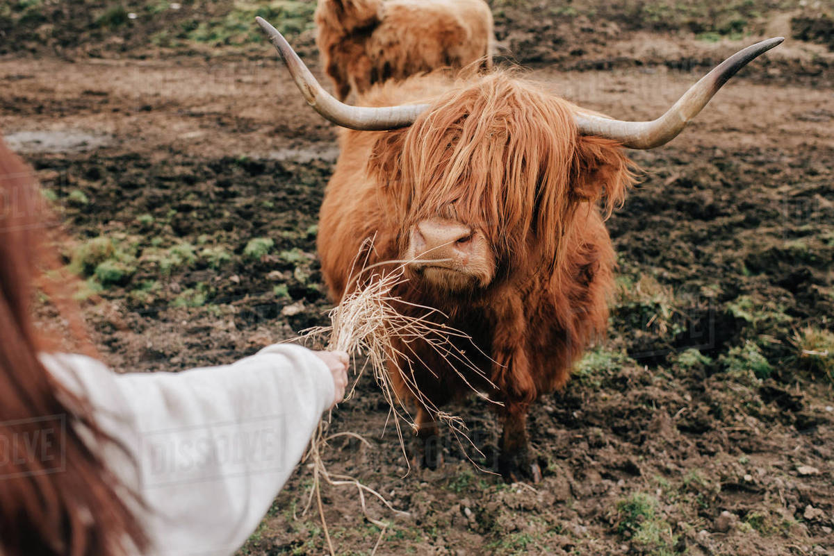 Woman feeding Highland cattle, Trossachs National Park, Canada Stock