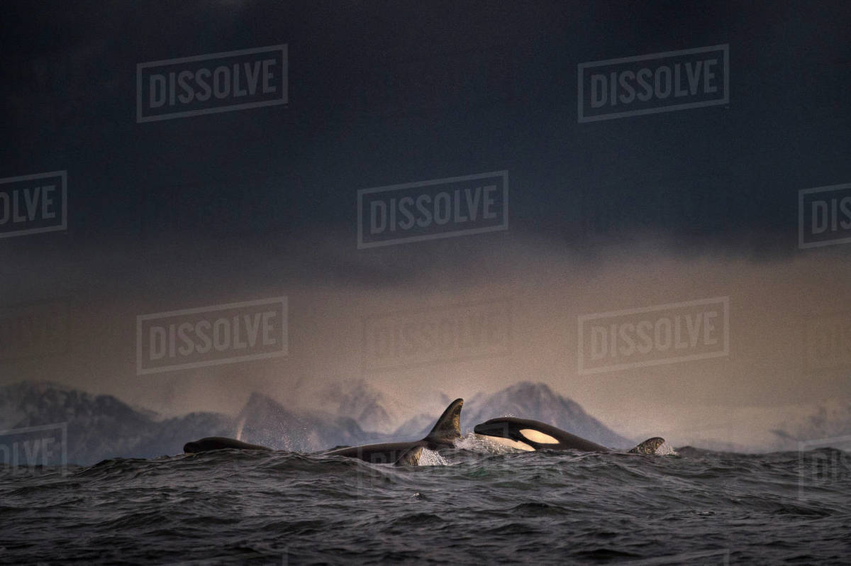 Dark overcast above school of killer whales (orca) in sea, Lofoten, Norway Royalty-free stock photo