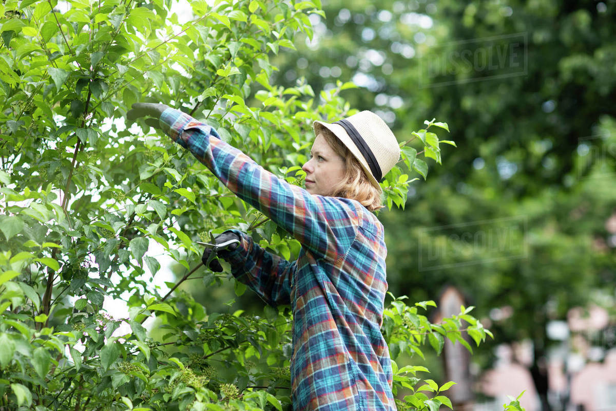 Mid adult woman pruning tree in her garden, side view Royalty-free stock photo