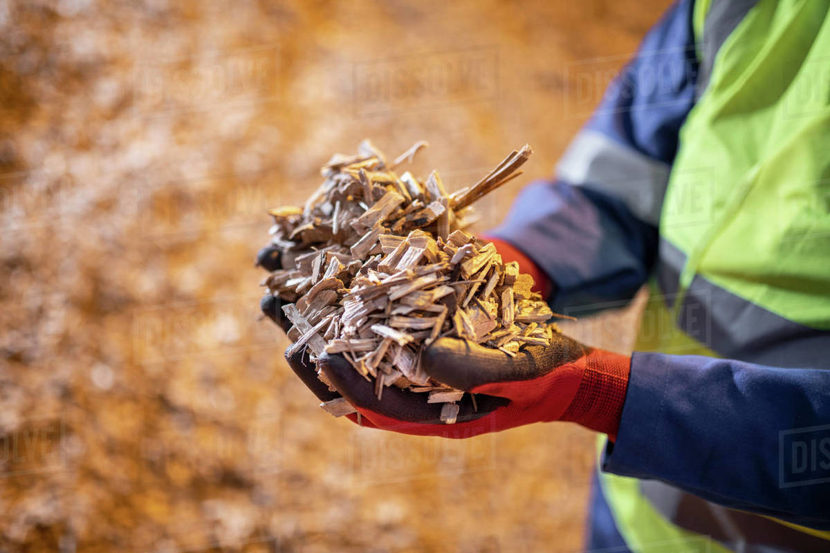 Worker with dry wood chips in wood recycling plant. Stock Photo