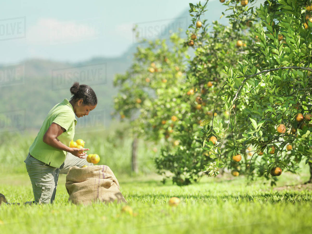 Woman picking oranges in orange grove, Jamaica Stock Photo Dissolve