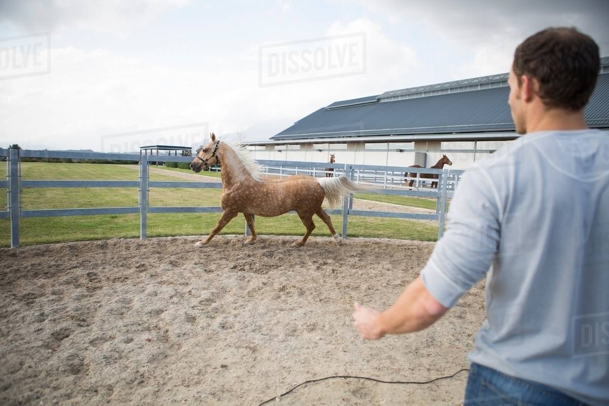 Male stablehand and palomino horse in paddock ring - Royalty-free Stock ...