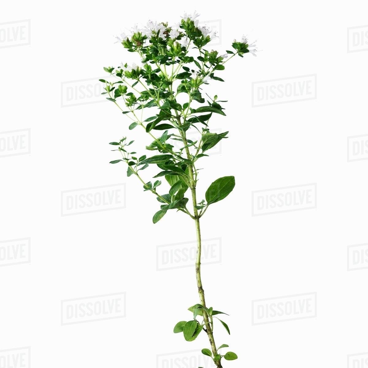 Close up of flower stalk Stock Photo Dissolve