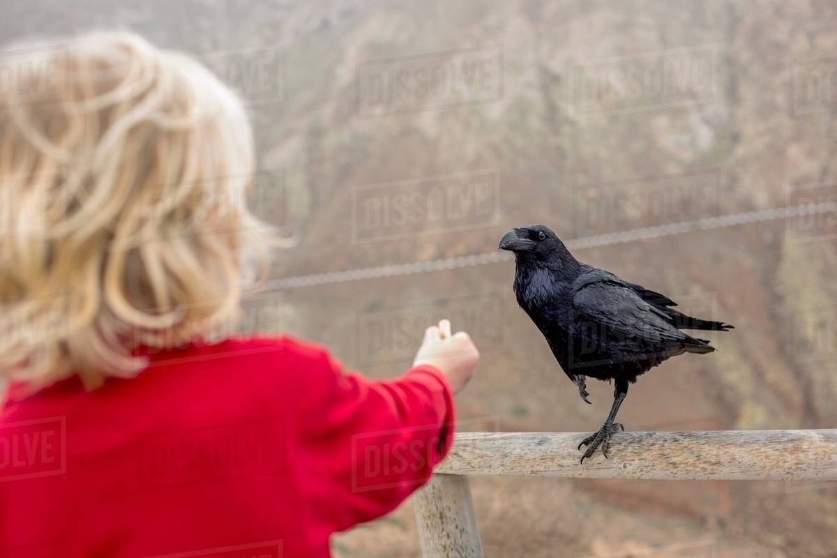 Boy feeding crow on fence Stock Photo Dissolve