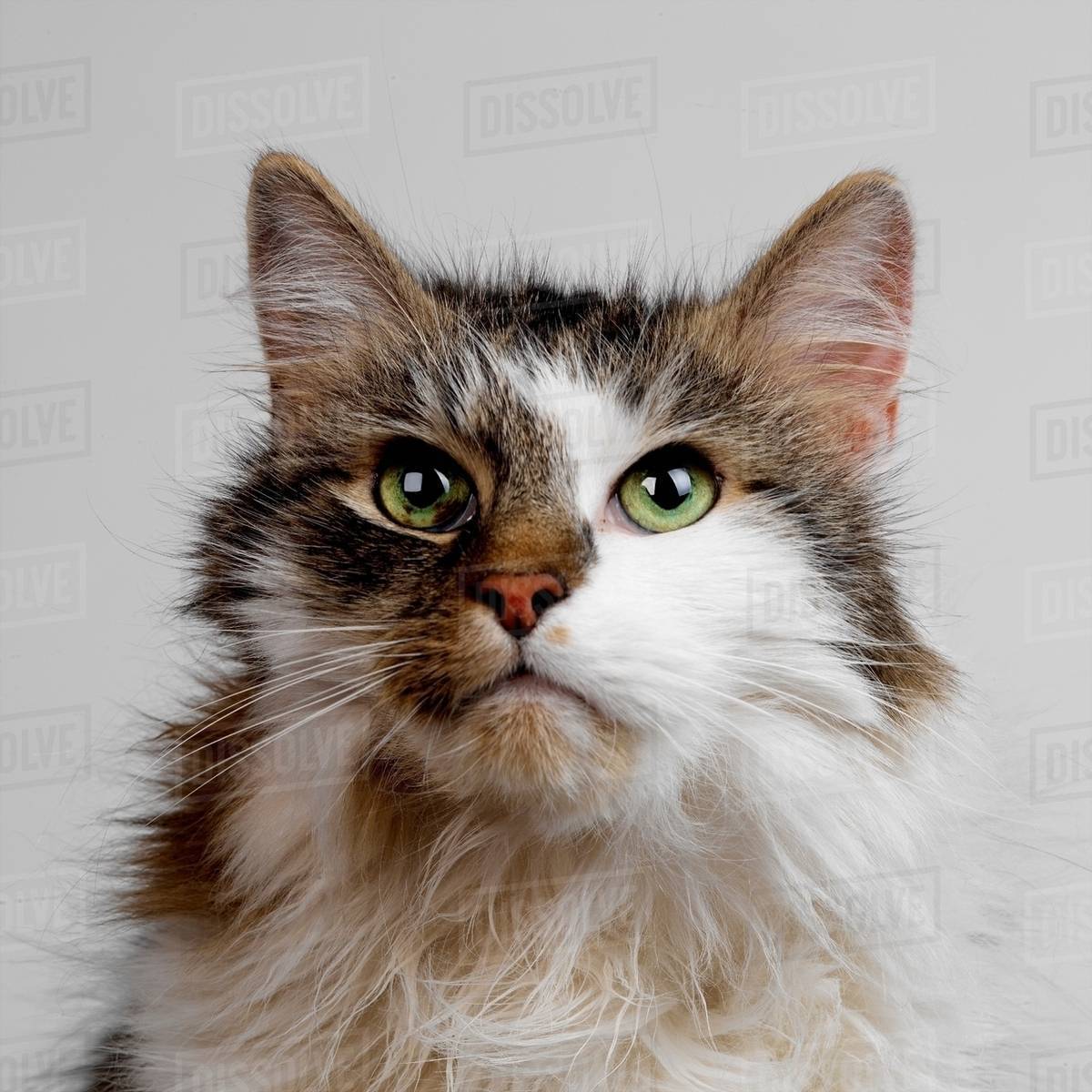 tabby and white fluffy