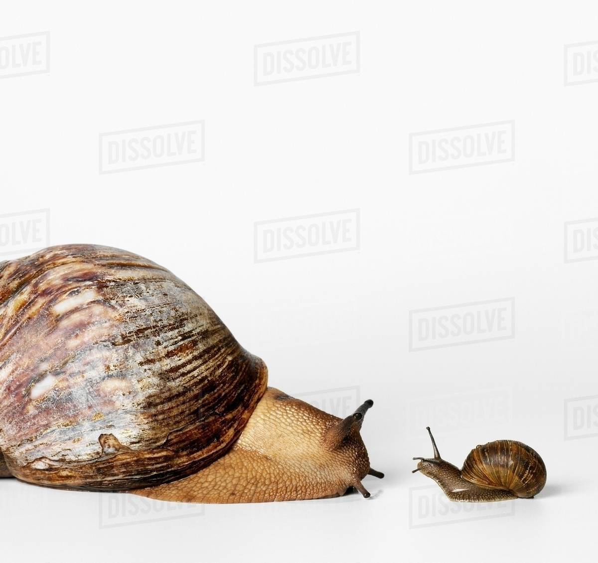 Little and Big Snails Stock Photo Dissolve