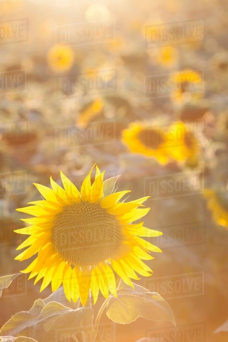 Sunflowers in sunlight Stock Photo Dissolve