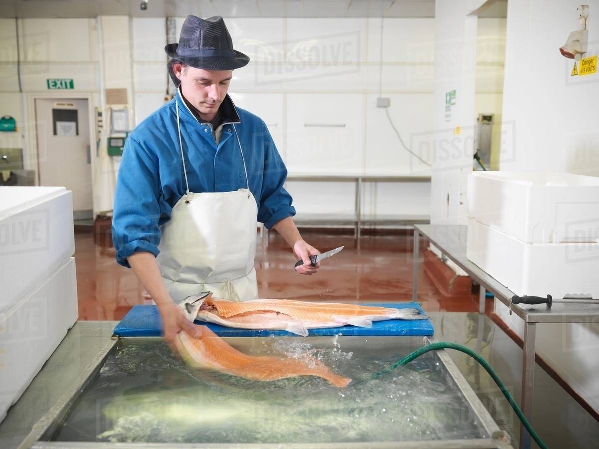 Worker filleting salmon in plant Stock Photo Dissolve