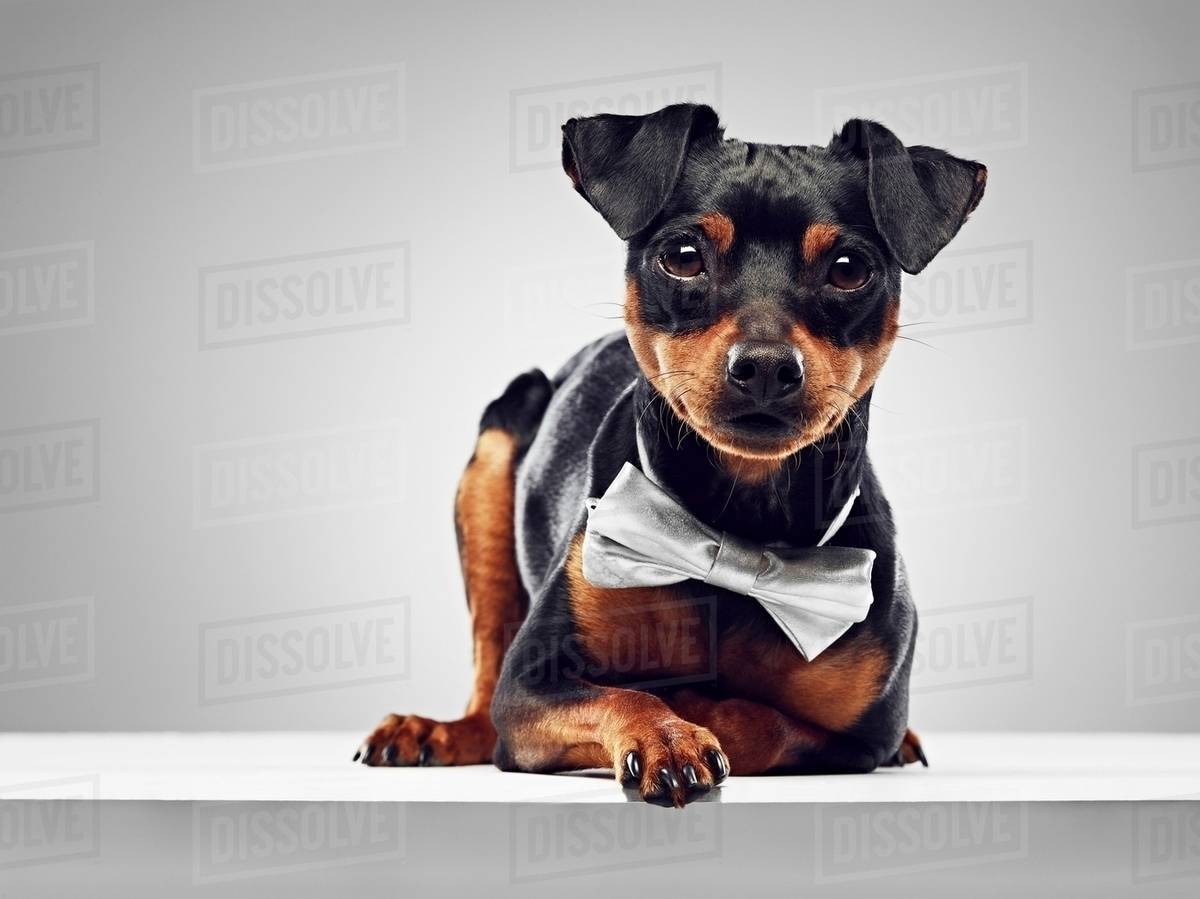 Dog wearing bow tie Stock Photo Dissolve