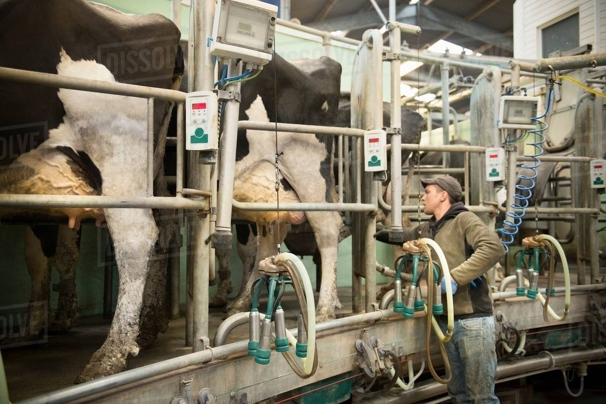 Farmer using milk cluster to milk cows in milking parlour on dairy farm