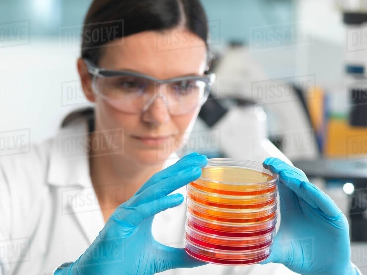 Scientist examining set of petri dishes in microbiology lab Stock