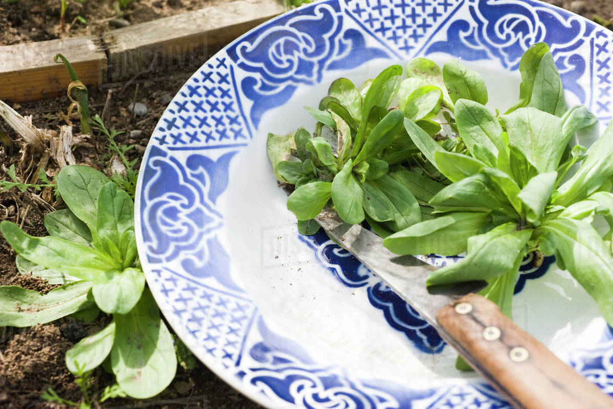 Harvesting fresh lamb's lettuce Stock Photo Dissolve
