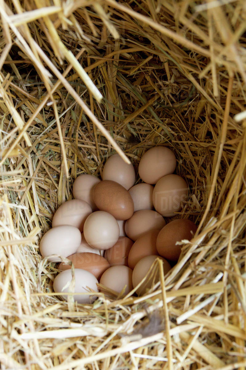 Freshly laid eggs nestled in straw Stock Photo Dissolve