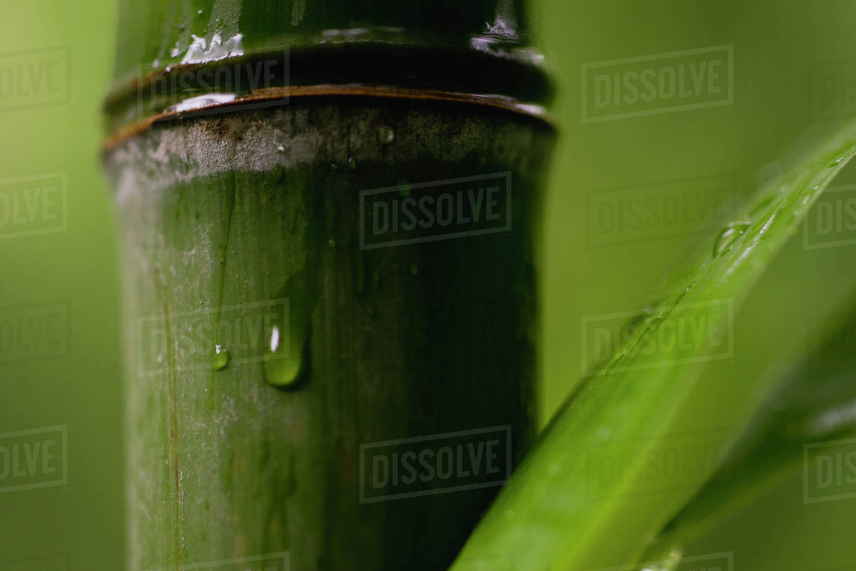 Water droplet on bamboo, closeup Stock Photo Dissolve