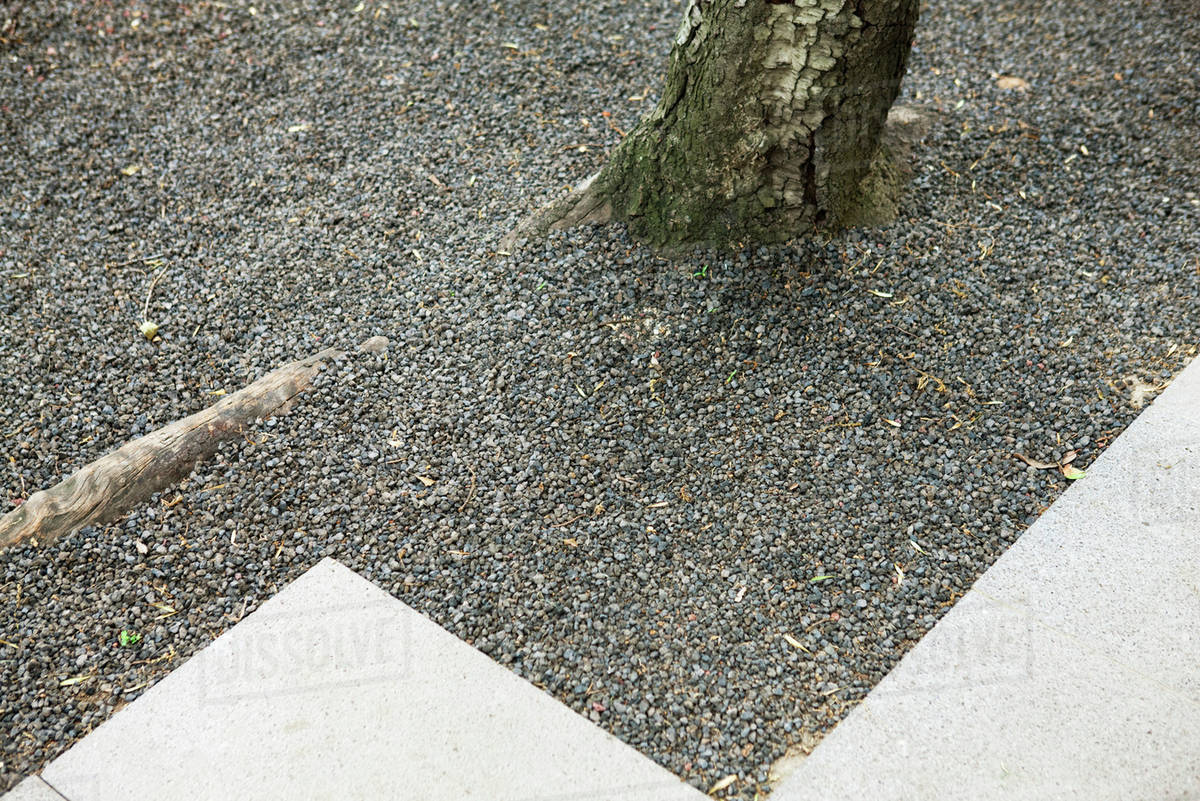 Gravel at base of tree Stock Photo Dissolve