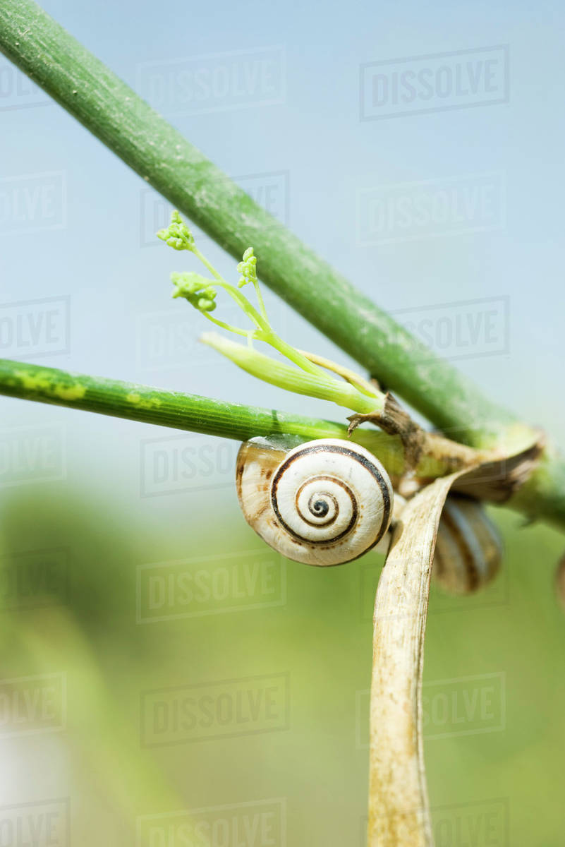 Snails on plant Stock Photo Dissolve