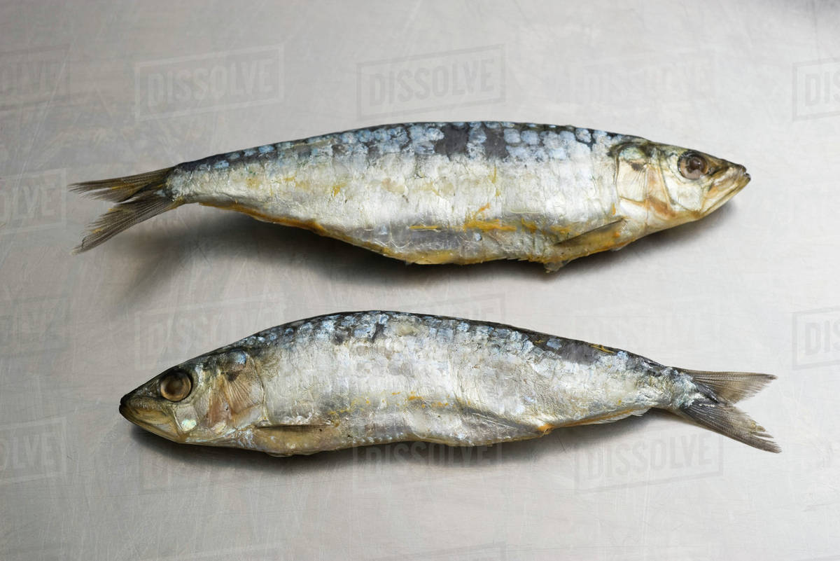 Two sardines Stock Photo Dissolve