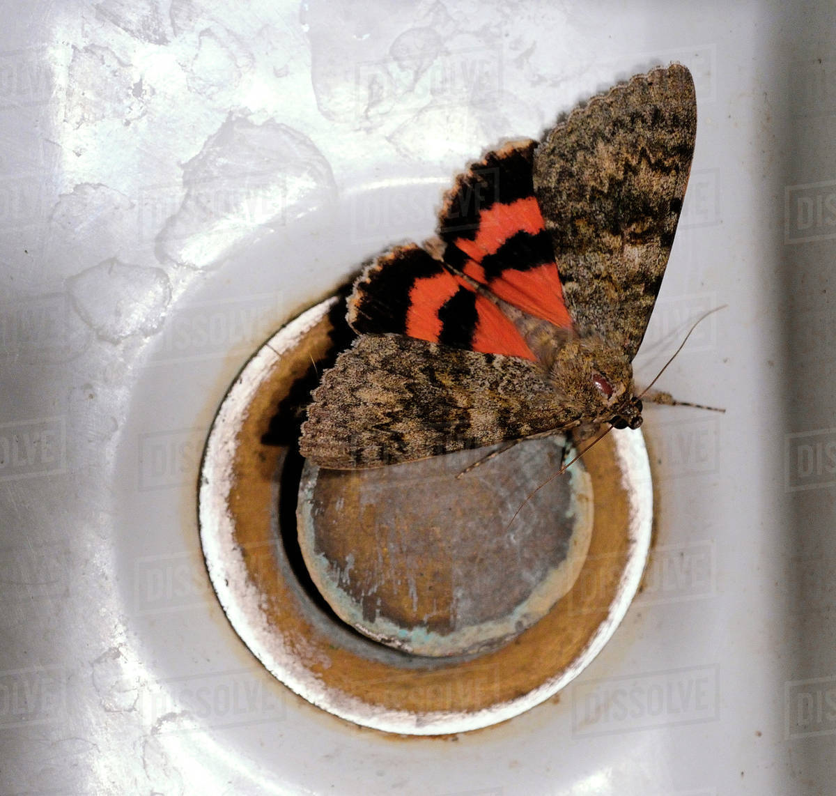 Sweetheart underwing moth on sink drain Stock Photo Dissolve