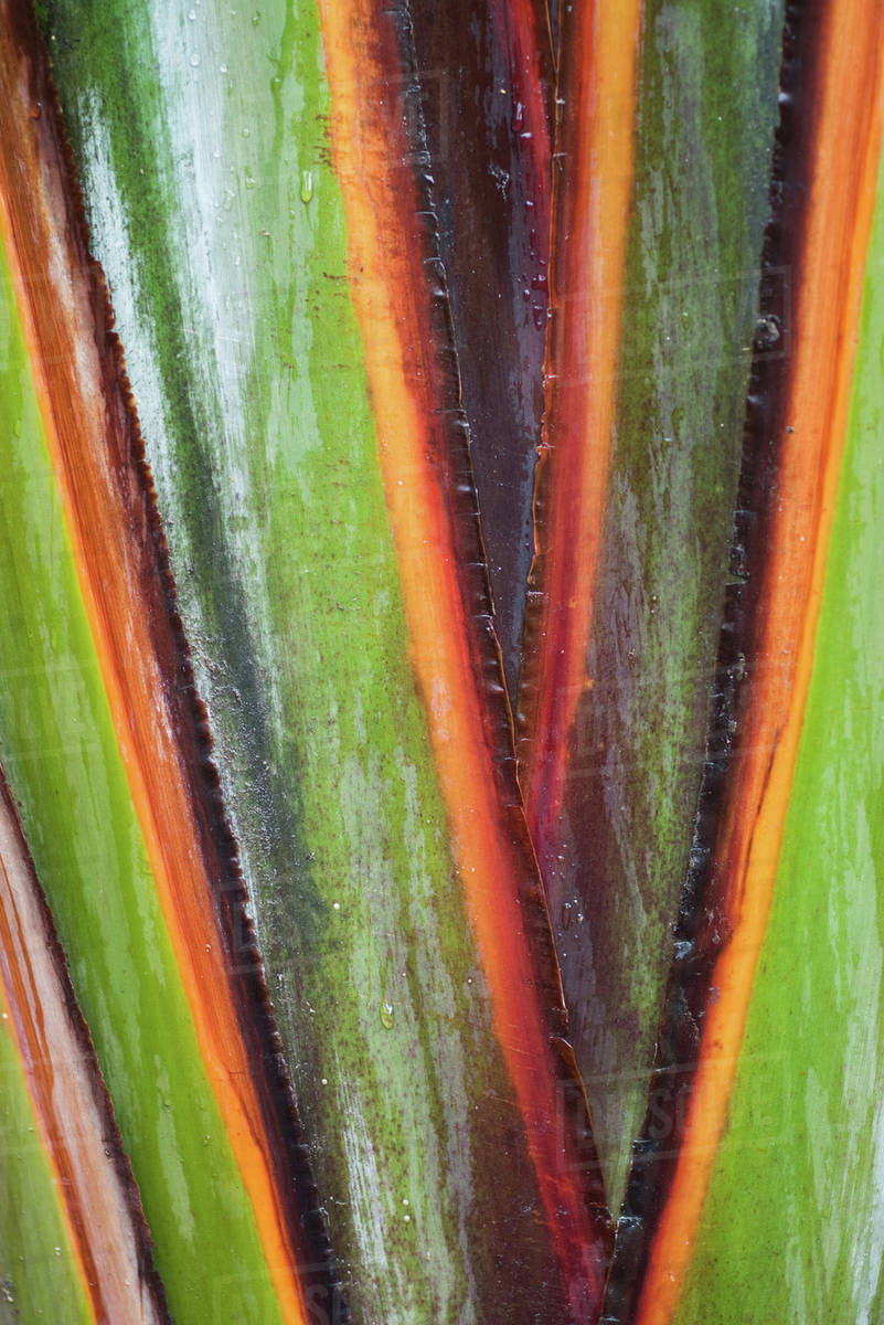 Variegated leaf, extreme closeup Stock Photo Dissolve