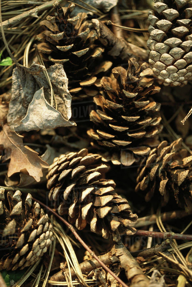 Pine Cones Full Frame Stock Photo