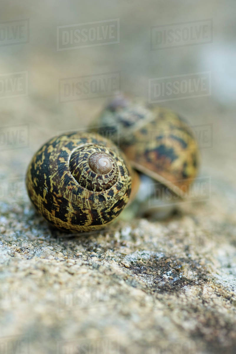 Two snails, closeup Stock Photo Dissolve