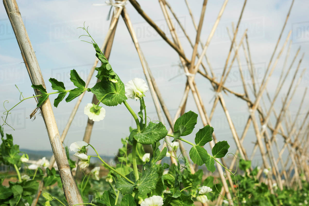 Baby pea vines growing on trellis Stock Photo Dissolve