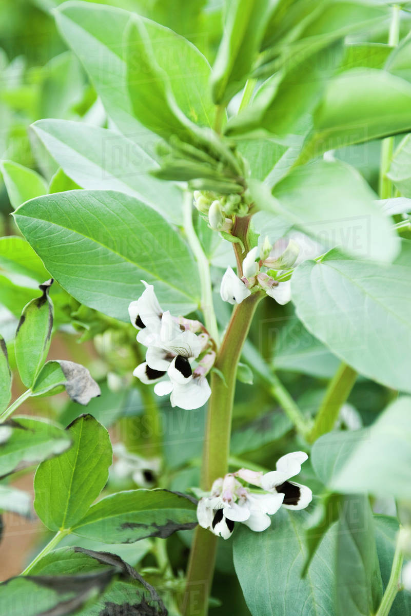 Broad Bean Plant Flowering In Vegetable Garden Royalty free Stock 