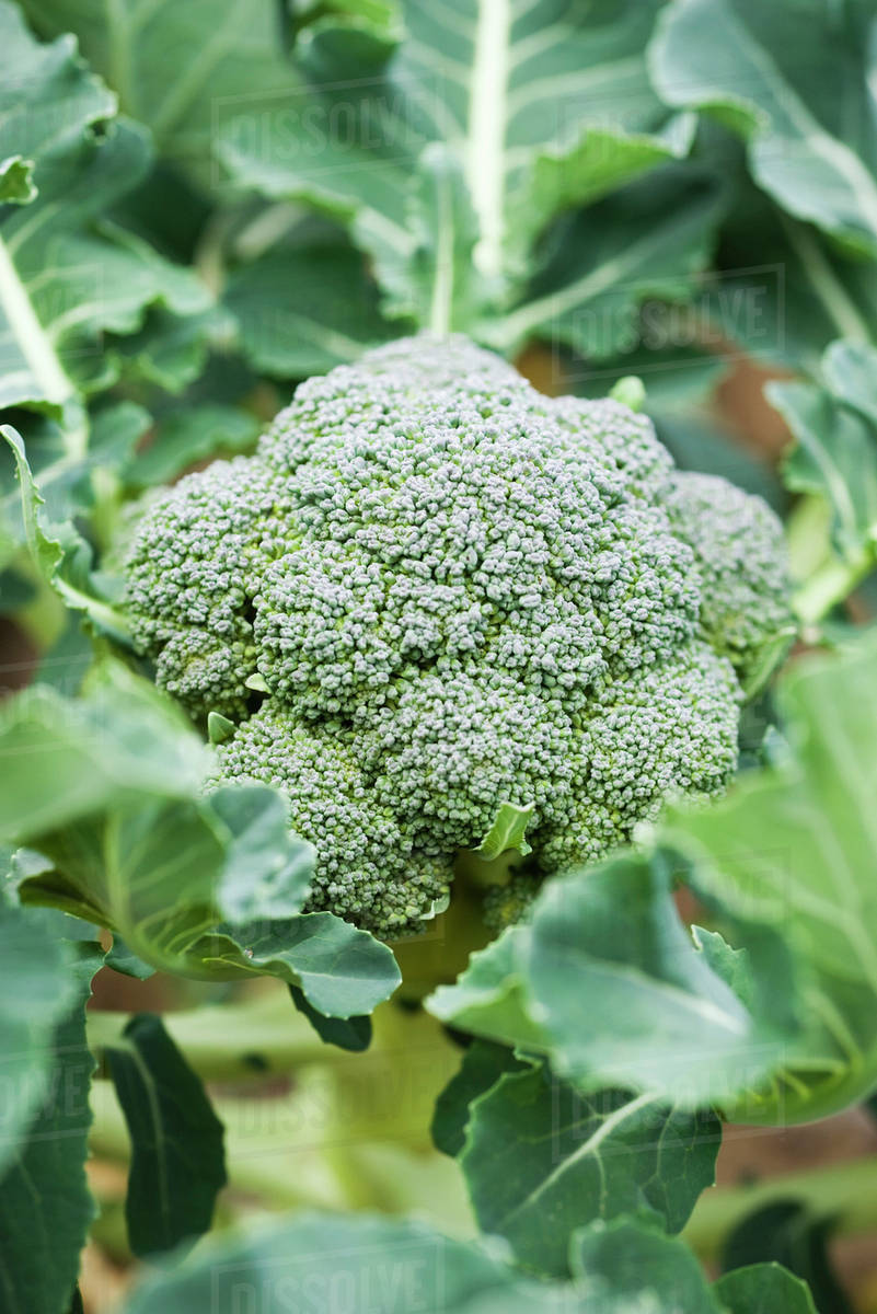 Broccoli growing in vegetable garden Stock Photo Dissolve